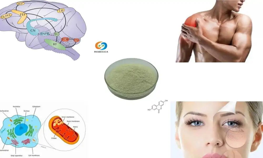 How long does it take for Urolithin A to work?